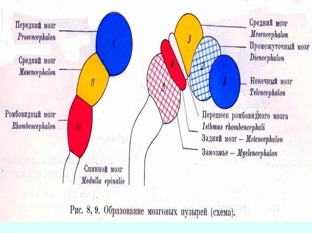 3 пузыря мозга. Перешеек между ромбовидным и средним мозгом. Образования перешейка ромбовидного мозга.. Треугольник петли перешеек ромбовидного мозга.