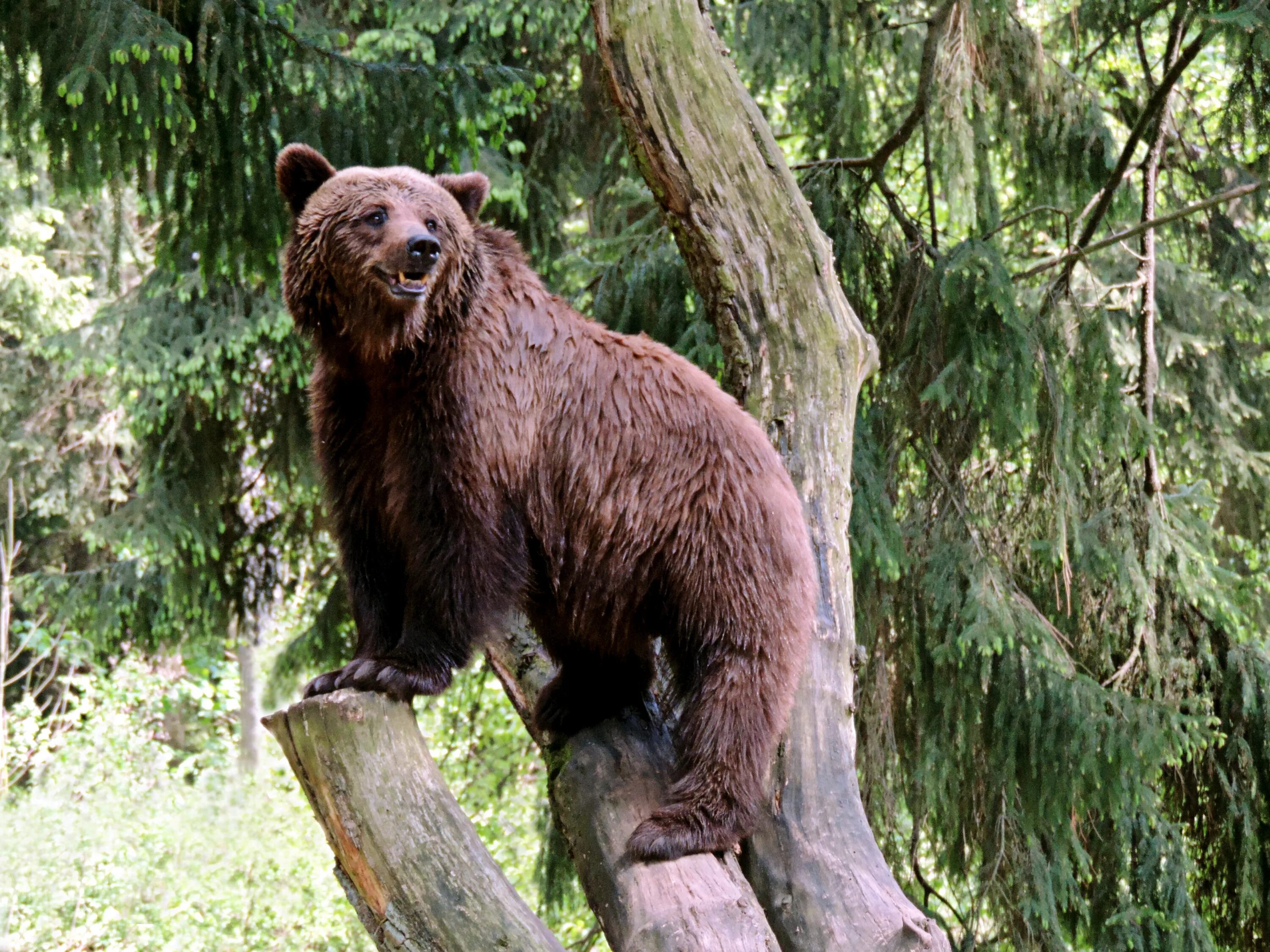 Где проживают медведи. Тяньшанский бурый медведь. Атласский бурый медведь. Среда обитания бурого медведя. Бурый медведь обитает.