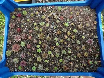 Розы из семян выращивание