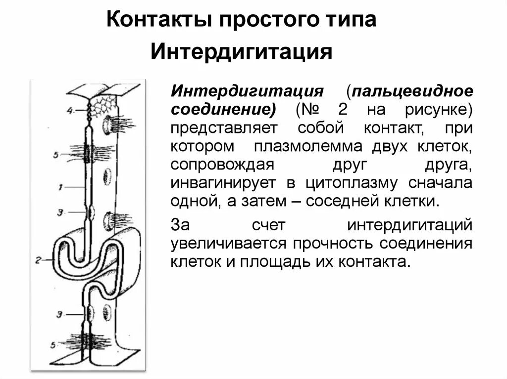 Межклеточные соединения зубодесневого соединения. Схемы межклеточных соединений. Межклеточные соединения контакты. Строение сложных межклеточных контактов. Найдите типы клеточных контактов.
