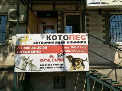 Котопес березники телефон