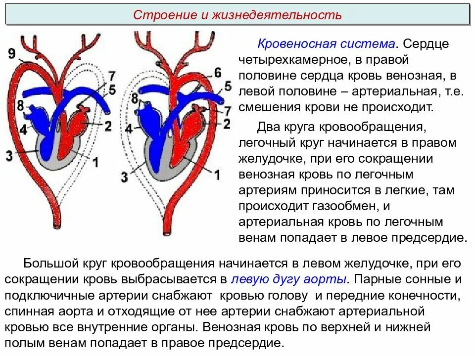 Строение кровеносной системы человека. Четырехкамерное строение. Четерех камерное сердце. Четырехкамерное сердце. Четырехкамерное сердце наличие диафрагмы