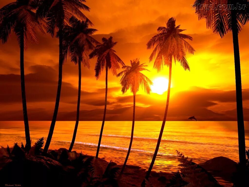 Baile do coqueiro 5 speed up. Пальмы на закате. Пальмы и песок оранжевый закат. Океан пальмы закат. Оранжевый закат пальмы.
