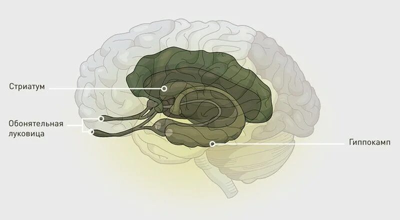 Обонятельная луковица мозга. Обонятельный мозг гиппокамп. Обонятельный бугорок мозга. Обонятельный треугольник головного мозга.