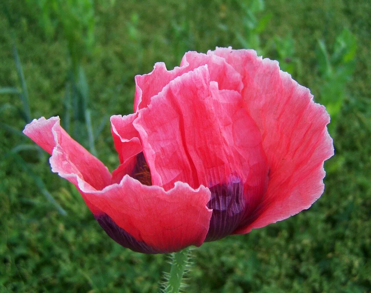 Розовый мак 2. Мак восточный хелен элизабет. мак papaver розовый. мак снотворный фиолетовый. мак пинк раффлс.