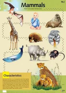 But mammals