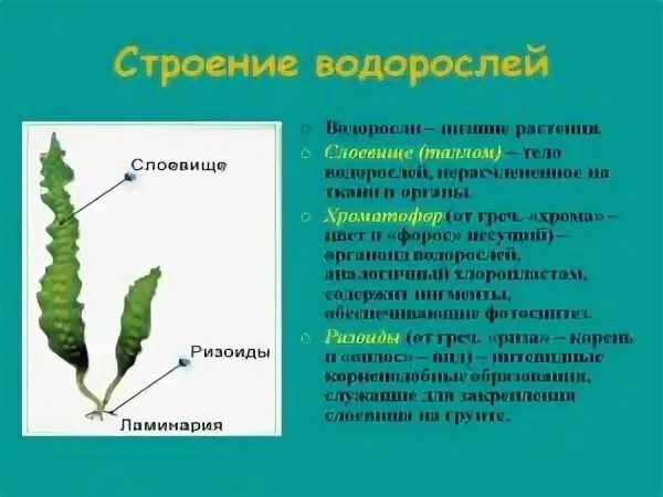 Водоросли биология строение. Характеристики водорослей строение слоевища. Анатомическое строение водорослей. Ламинария слоевища. Ламинария органы растения.