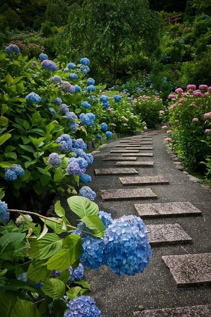 Голубой сад роз. Гортензии сад Киото.