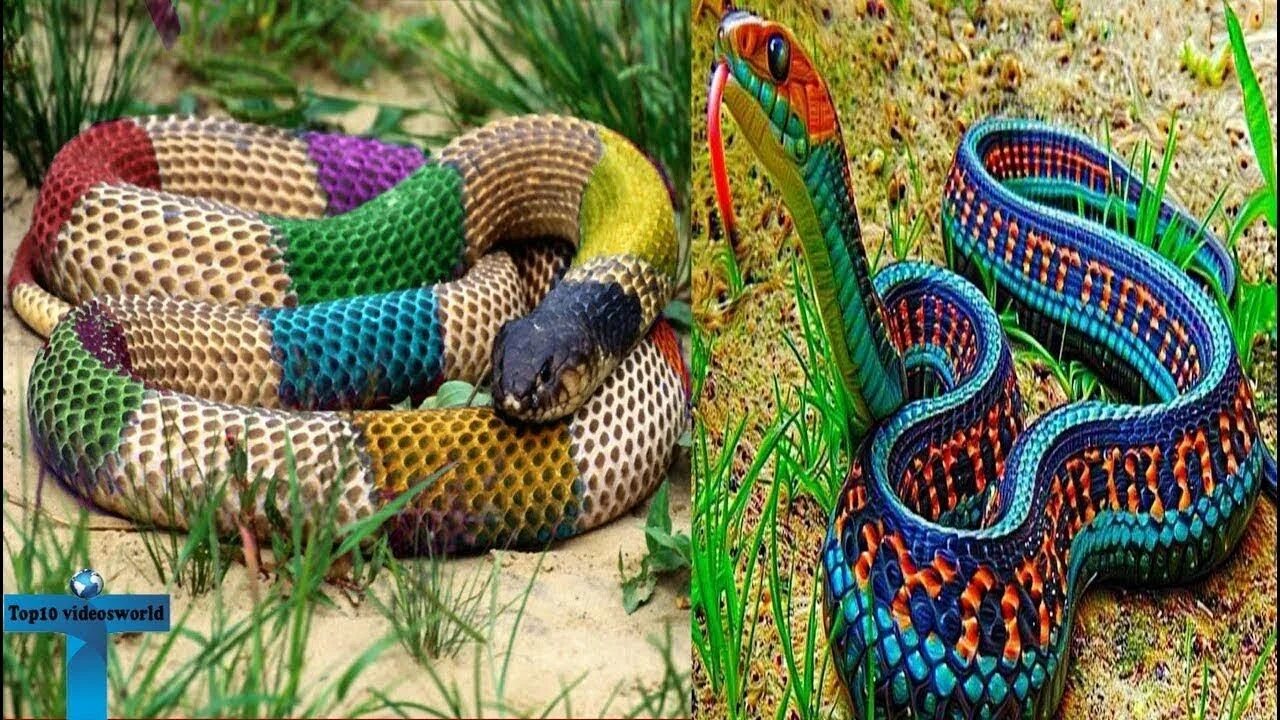 Snake colors