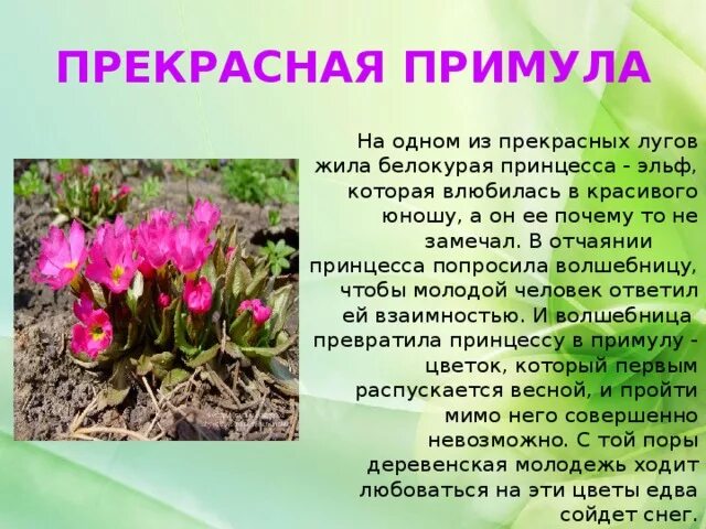 Первым вылез из землицы на проталинке он. Сохранение первоцветов. Рассказать о первоцветах ребенку. Стихи про первоцветы. О весенних цветах детям.