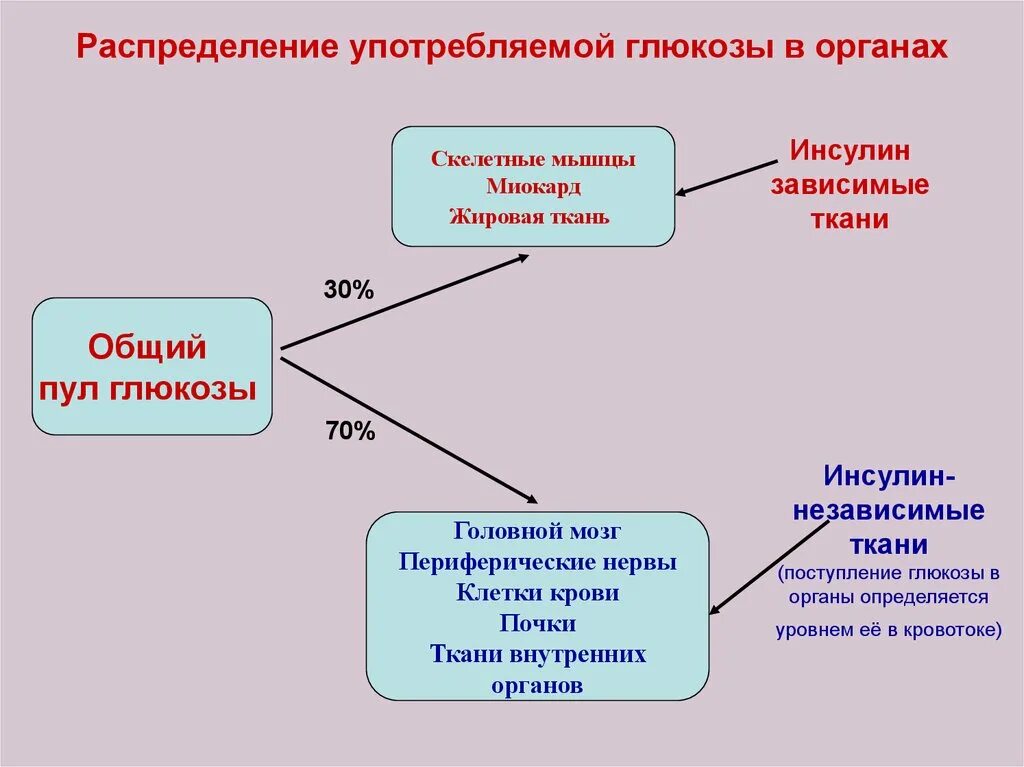 Зачем пить глюкозу. Распределение Глюкозы в организме. Инсулин независимые ткани. Инсулин зависимые и независимые ткани. Инсулин завмсимыеткани.