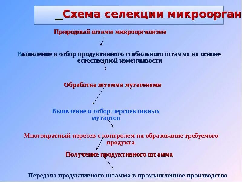 Последовательность этапов создания нового штамма бактерий. Основные этапы селекции микроорганизмов. Схема селекции микроорганизмов. Методы селекции микроорганизмов. Схема методов селекции микроорганизмов.