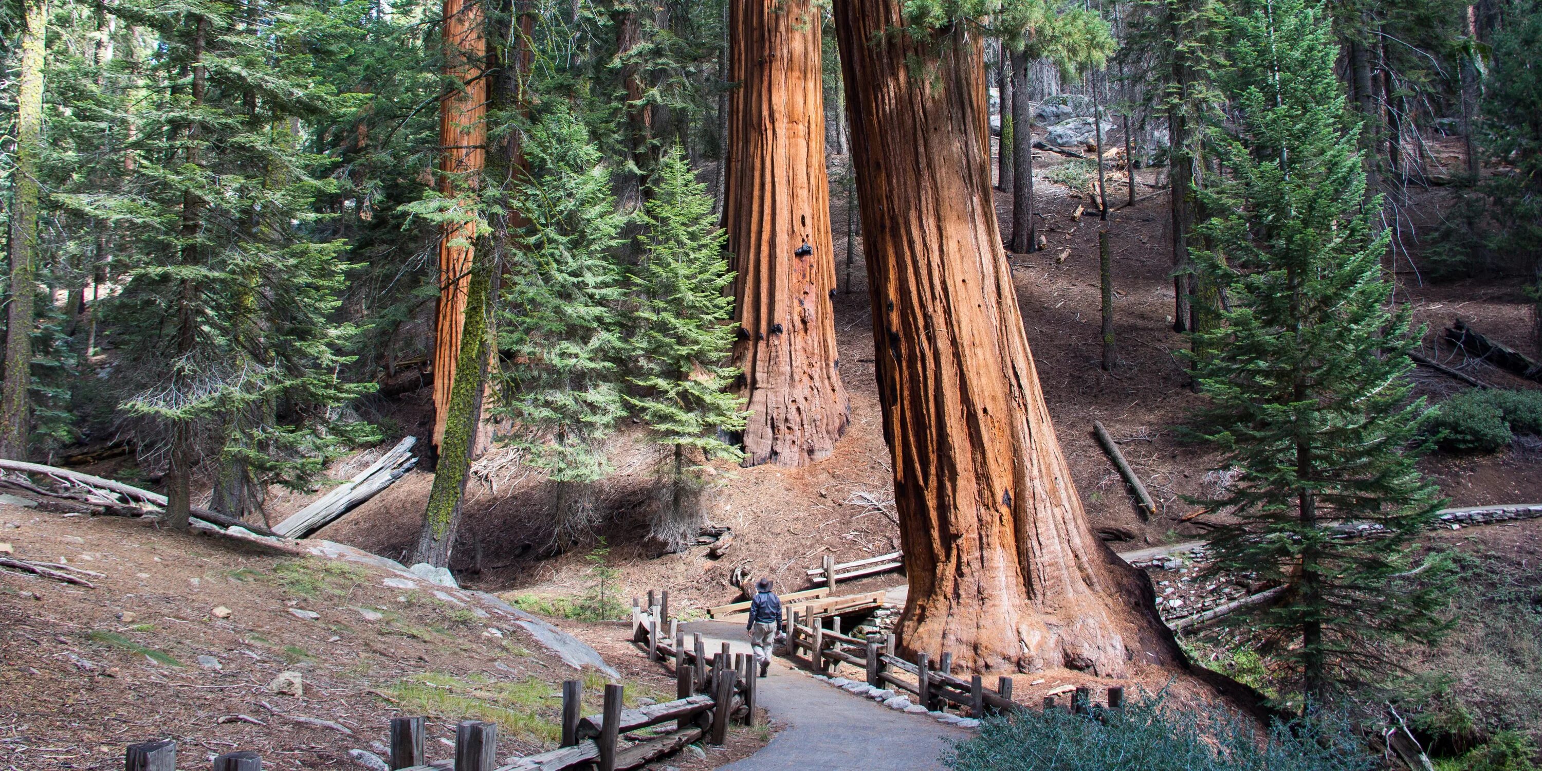 Самое высокое дерево северной америки природные зоны. Парк Секвойя Калифорния. Секвойя дерево. Парк секвойи в Калифорнии. Национальный парк Секвойя США.