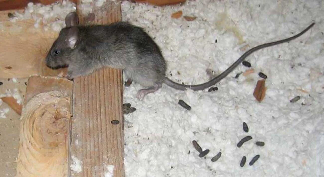 Мышиные и Крысиные экскременты. Мыши в доме. Мыши обгрызли