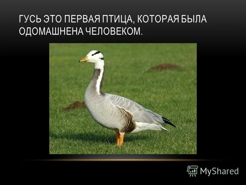 обыкновенный скворец скворцов. какая 1 птица была. первая птица одомашненная человеком. Casuarius casuarius. древняя птица археоптерикс.