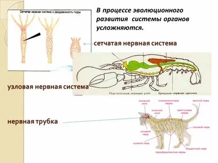 Органы и системы органов животных презентация