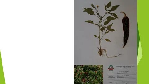 Перец однолетний лапчатка абрикос земляника редька