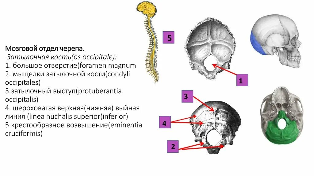 Кости мозгового отдела черепа. Затылочная кость мозгового отдела черепа. Череп человека мозговой отдел. Анатомия затылочной кости.