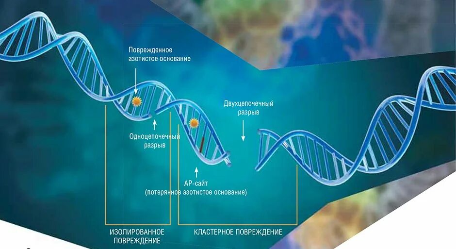 Поврежденная ДНК. Двухцепочечный разрыв ДНК. Двухцепочная структура ДНК И поврежденная. Репарация двухцепочечных разрывов ДНК.