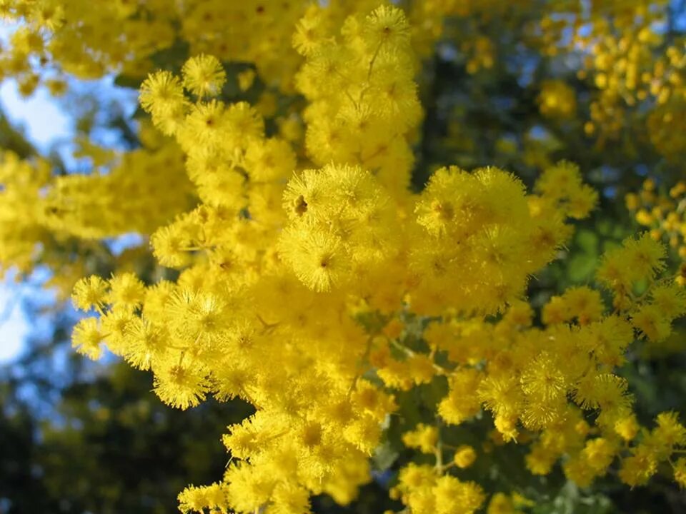 Золотая Акация Австралии. Акация густоцветковая. Золотая Мимоза Acacia baileyana. Акация густоцветковая Австралия.