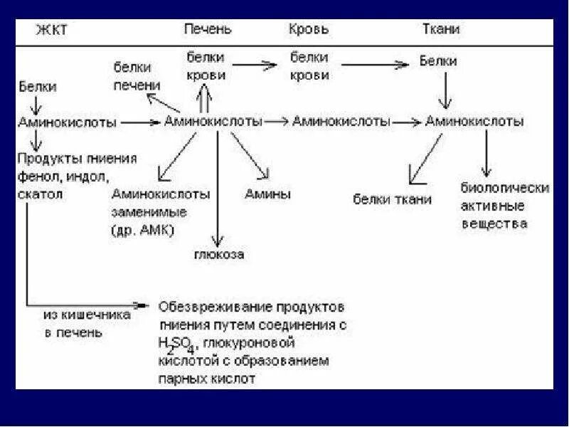 Обезвреживание веществ в печени. Обмен белков и аминокислот в печени. Белок в печени биохимия. Пути превращения аминокислот в печени. Метаболизм аминокислот в печени.