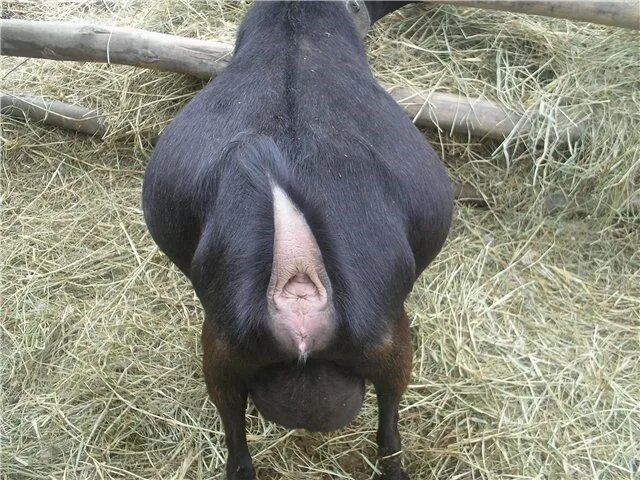 Животное определяющее беременность. Половые органы у козы перед окотом.