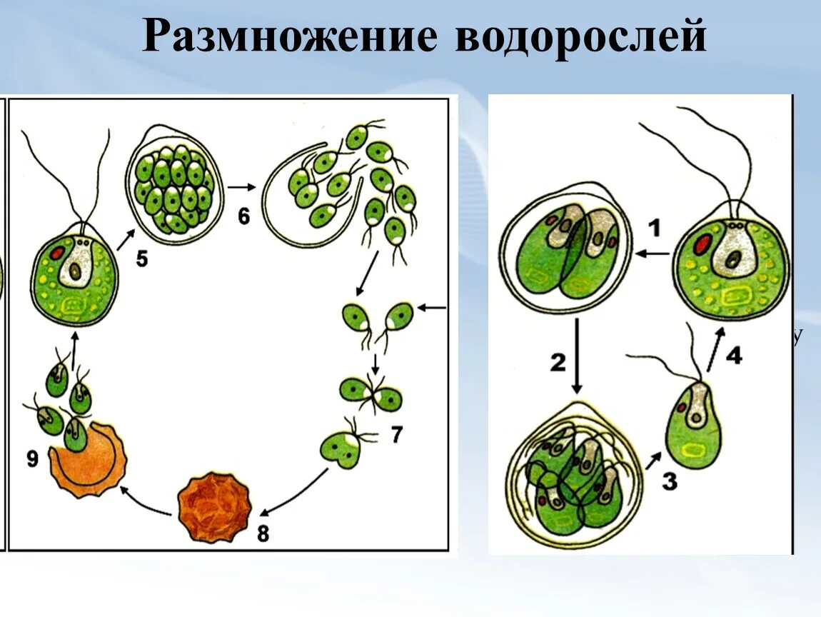 Клетка бесполого размножения водорослей. Размножение водорослей 5 класс. Размножение одноклеточных водорослей. Размножение водорослей 6 класс биология. Размножение водорослей 7 класс биология.