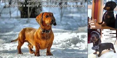 анекдоты про таксу