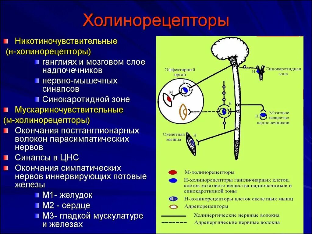 Структура холинергического рецептора. М2 холинорецепторы механизм сопряжения. Холинергический Рецептор механизм действия. М1 холинорецепторы механизм действия.