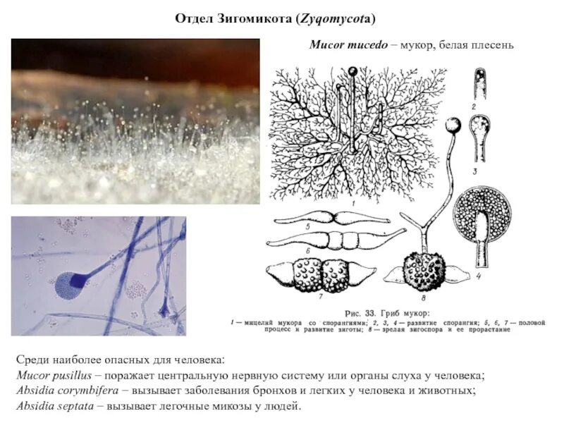 Мукор животное. Отдел грибов Зигомикота. Мукор муцедо. Отдел зигомикоты представители. Отдел грибов Зигомикота представители.
