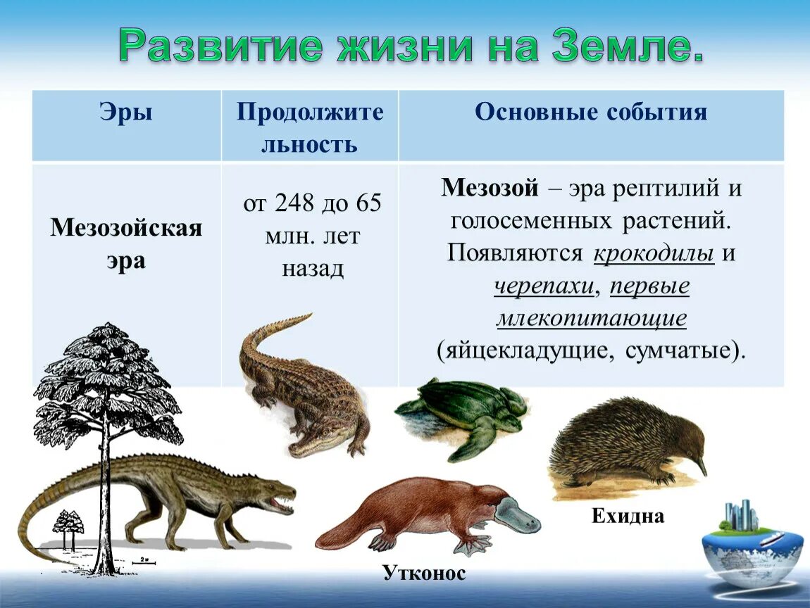 Этапы развития жизни. Развитие жизни на земле. Этапы развития земли. Этапы развития жизни эры.