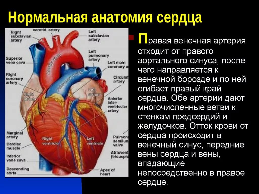 Какие сосуды отходят от сердца. Венозный венечный синус сердца. вена системы венечного синуса сердца. венечный синус сердца топография. венечный синус сердца располагается.