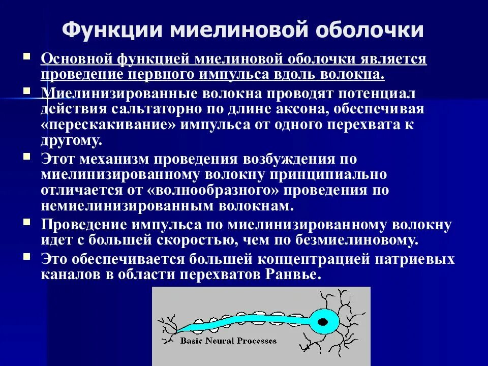 Участвует в проведении нервных. Функции миелиновой оболочки нейрона. миелиновая оболочка нервных волокон функции. миелиновая оболочка функции. функция миелиновой оболочки аксона.