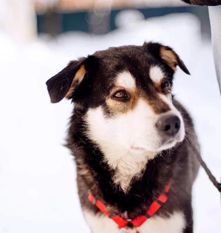 солист щенков фото в носке