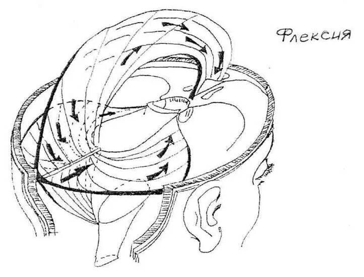 Краниосакральный ритм черепа. Фулькрум Сатерленда. Твёрдая мозговая оболочка краниосакральная. Кранио-сакральный ритм. Диафрагма черепа