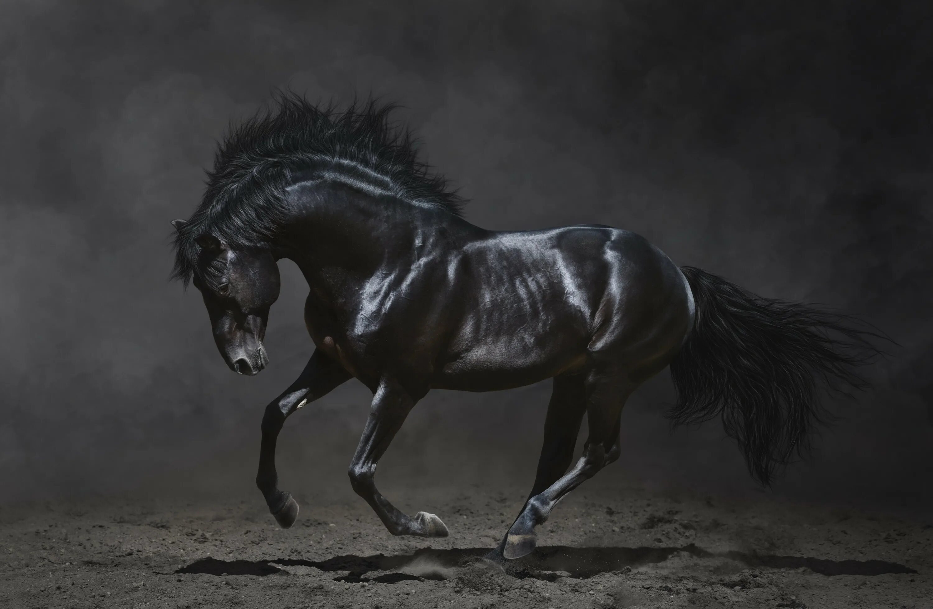 Черный конь скачет. Вороной жеребец Мустанг. Слейпнир фото. Черная Вороная лошадь. Андалузская лошадь Вороная.