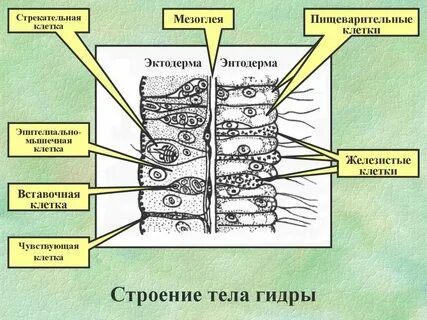 Слой тела эпителиально мускульные клетки