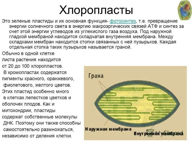 Пластиды прокариот. Строение и функции хлоропластов клетки. Пластиды строение и функции. Хлоропласты строение и функции. Хлоропласты зеленые пластиды функции.