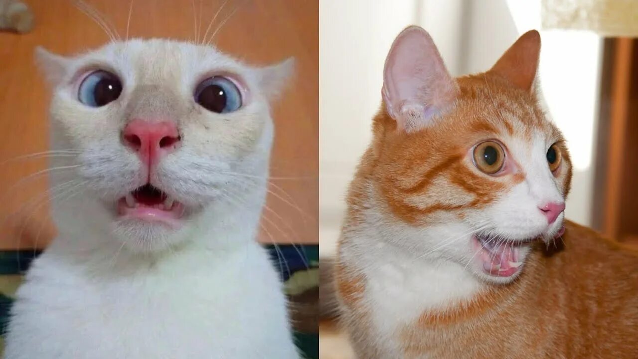 Смешные коты с озвучкой до слёз кот мурзик и хозяин с матом. Приколы с котами с озвучкой до слёз. Прикольные коты с озвучкой. Кошки до слез с озвучкой. Милые котики.
