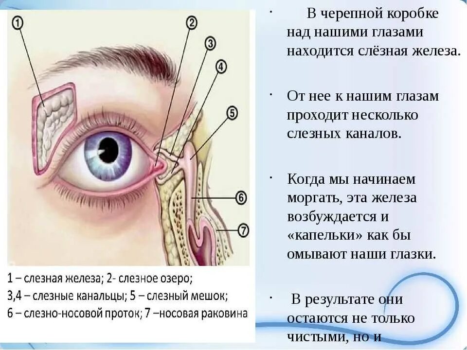 Почему бегут слезы. Слезный аппарат глаза состоит из слёзной железы,. Выводное отверстие носослезного протока. Слезный мешок расположен. Воспаление слезной железы.