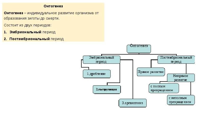 Онтогенез 3 периода. Типы онтогенеза схема. Этапы онтогенеза схема. Периоды онтогенеза схема. Периоды онтогенеза животных таблица.