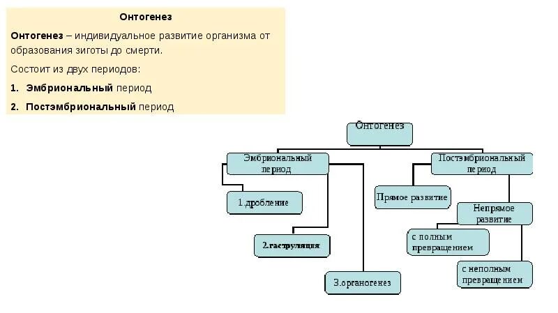 Процессы онтогенеза животных схемы. Типы онтогенеза схема. Этапы онтогенеза схема. Периоды онтогенеза схема. Периоды онтогенеза животных таблица.