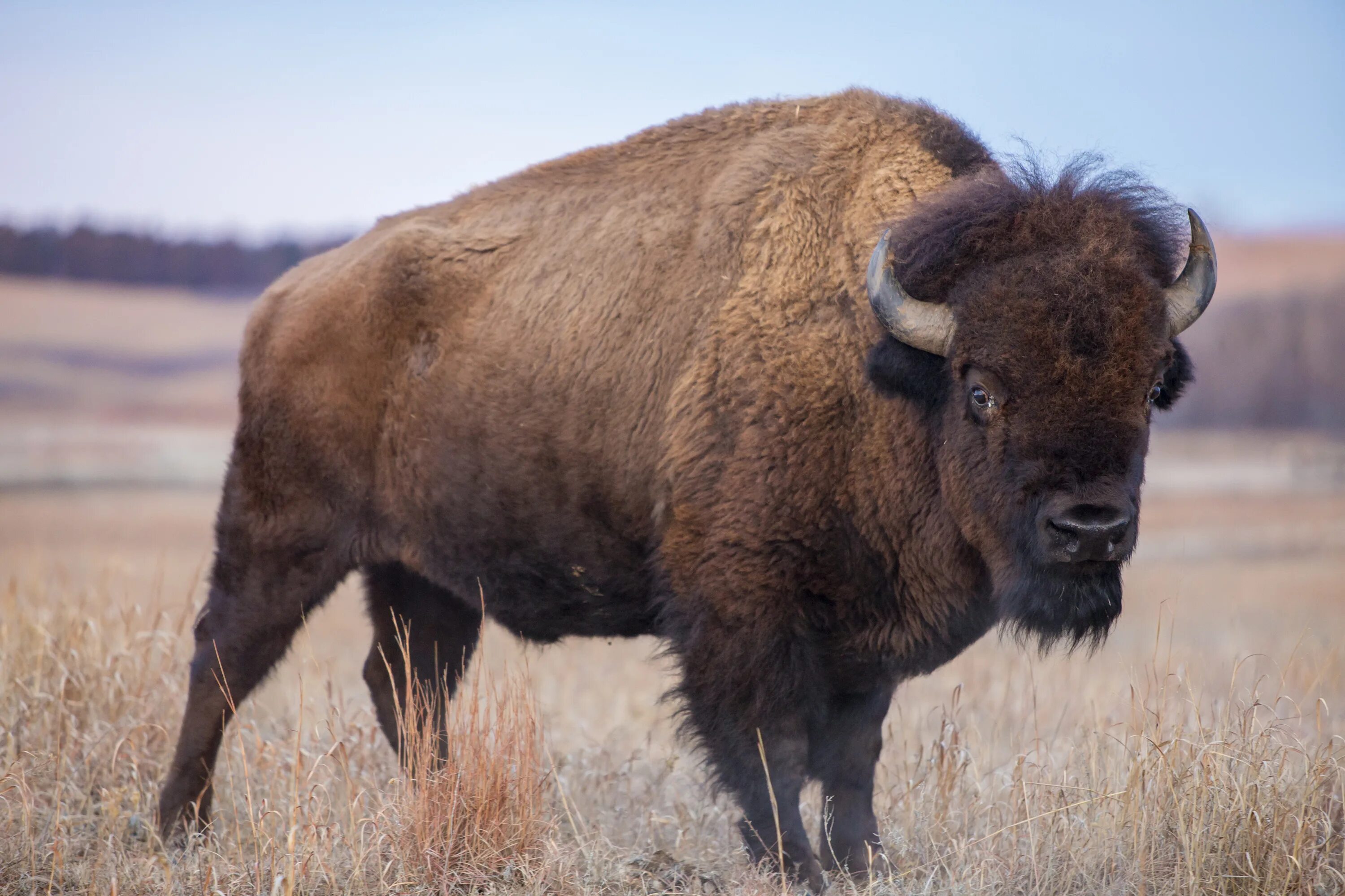 Бизон ру. Бизоны в Северной Америке. Лесной Бизон Северной Америки. Бизон (Bison Bison).