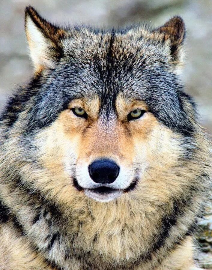 Dark Moon Blackwolf слушать онлайн на Яндекс Музыке