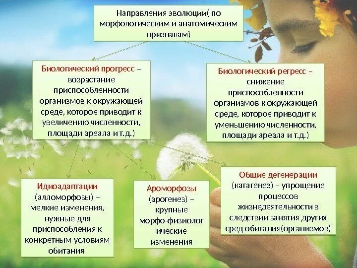 Направления эволюции животных. Ароморфоз и идиоадаптация. примеры ароморфоза идиоадаптации и дегенерации таблица. направления эволюции таблица. ароморфоз идиоадаптация дегенерация примеры.