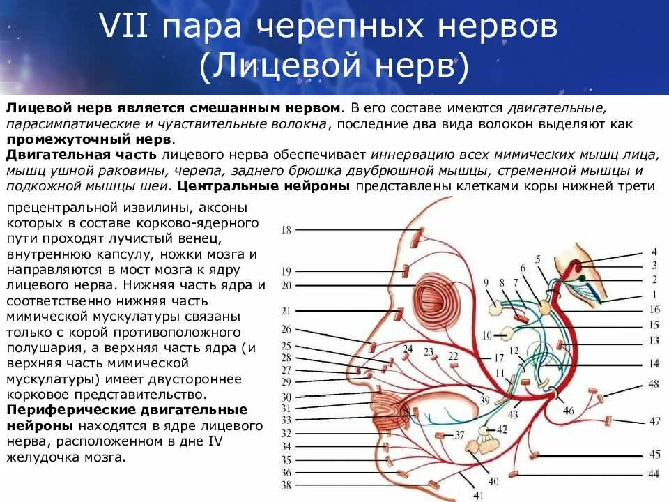 Волокна лицевого нерва. 7 Пара черепных нервов ядра. Лицевой нерв 7 пара ЧМН. Ход 7 пары черепных нервов. Ветви 7 пары черепных нервов.