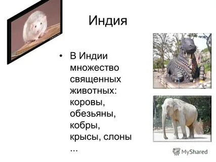 В какой стране священное животное
