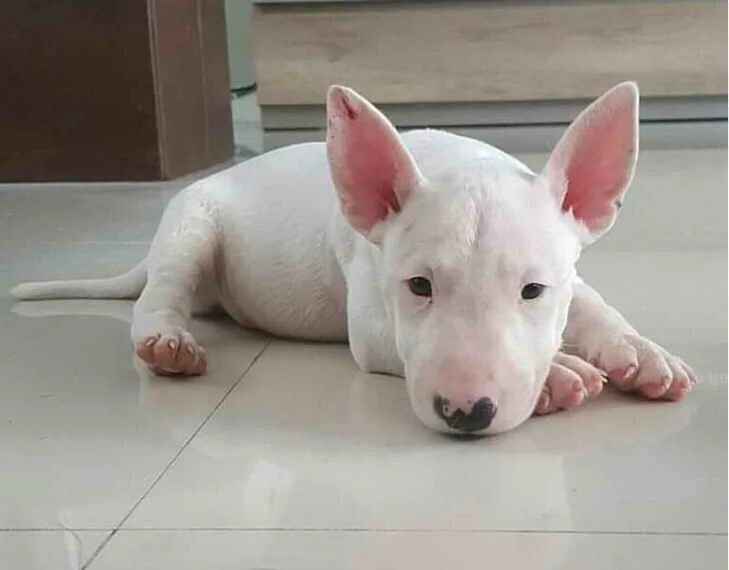 мини бультерьер девочка. мини бультерьер спб. бультерьеры спб. вязка мини бультерьер. мини бультерьер щенки триколор.