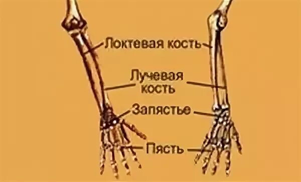 Кость между кистью и локтем. Лучевая кость на руке. Где находится запястье. Шиловидный отросток лучевой кости. Где находится запястье руки у человека фото