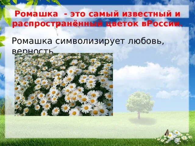 Ромашка неофициальный символ россии. Ромашка символ России. Символ России цветок Ромашка. Цветочные символы России. Неофициальные символы России Ромашка.